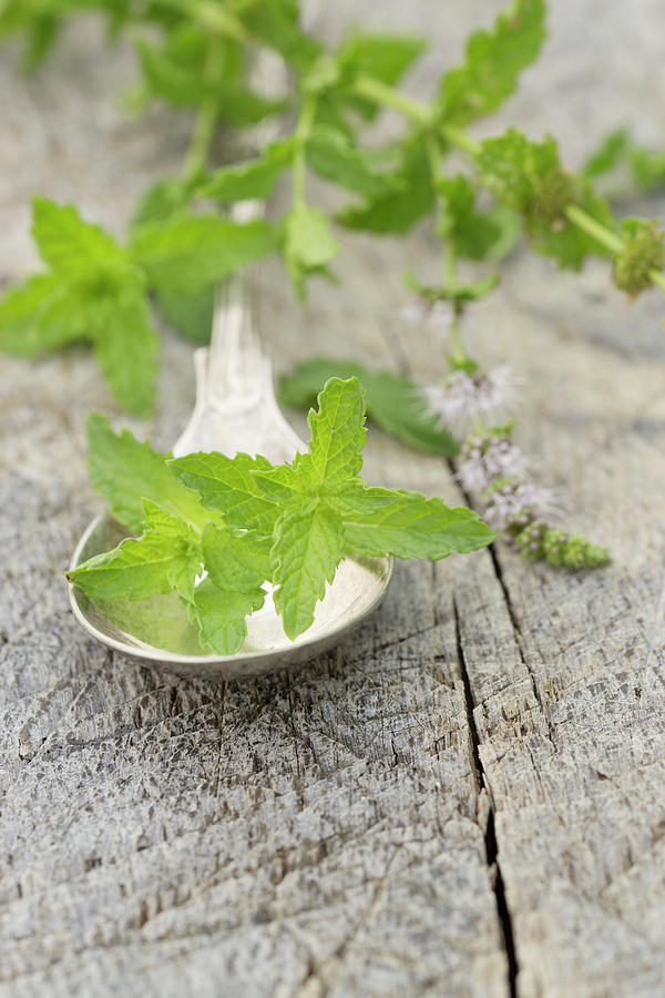 Fresh Mint On A Silver Spoon Photograph by Martina Schindler