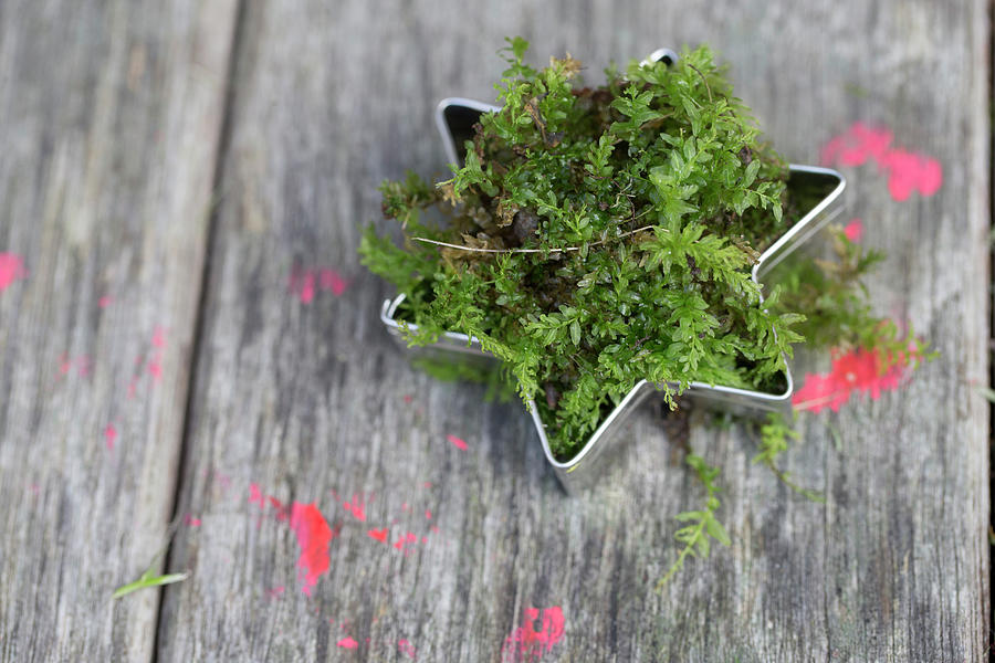 Fresh Moss In Star-shaped Pastry Cutter Photograph by Iris Wolf