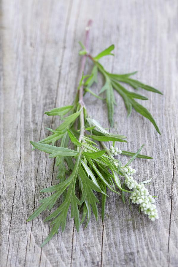 Fresh Mugwort With A Leaf And Flower Photograph by Anke Schtz