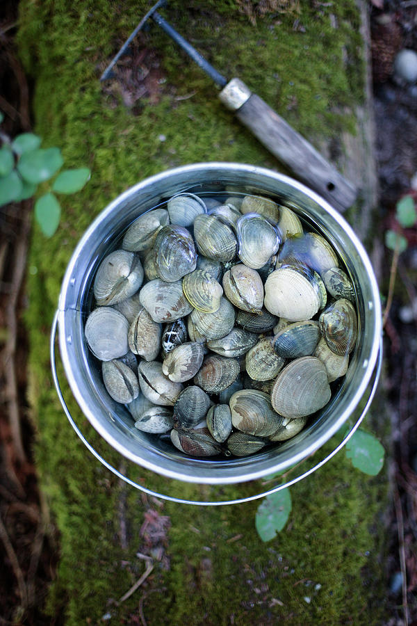 Fresh Mussels In A Bucket Of Water Photograph by Rika Manabe Photography