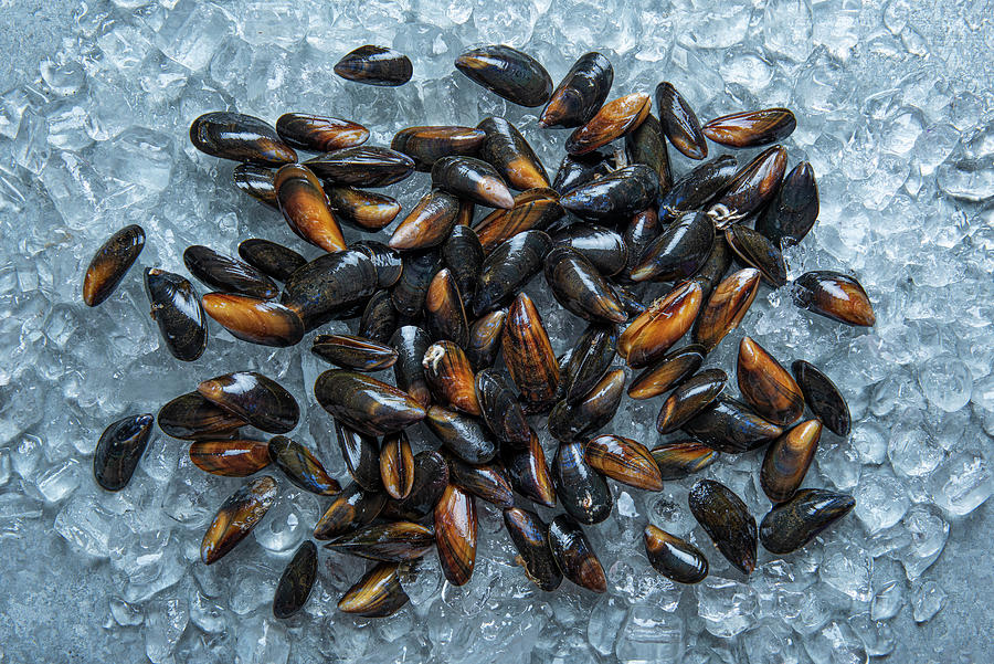 Fresh Mussles, View From Above Photograph by Magdalena Hendey