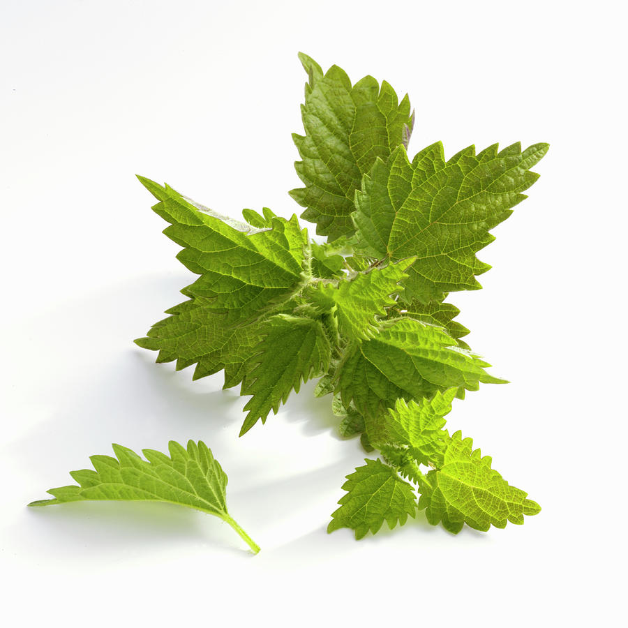 Fresh Nettle Leaves On A White Background Photograph by Linda Sonntag
