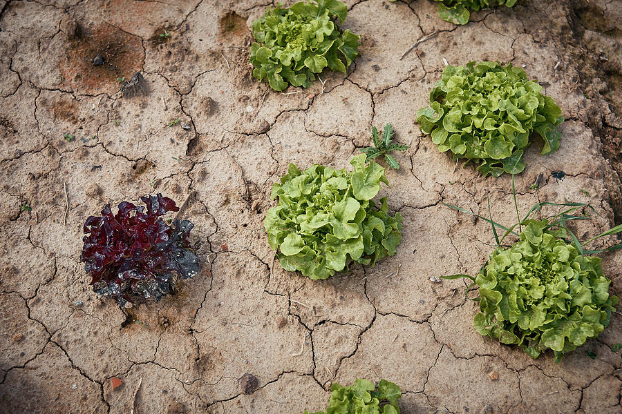 Fresh Oak Leaf Lettuce On A Dry Field Photograph by Dominik Paunetto
