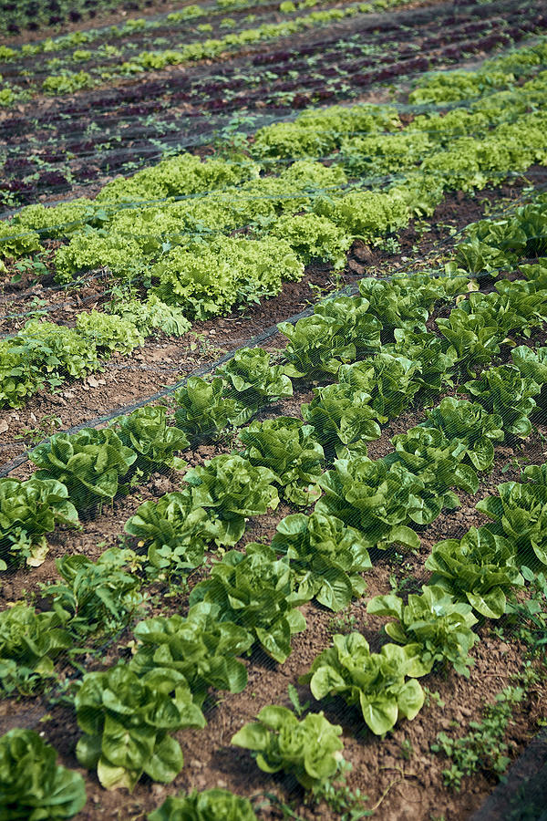 Fresh Oakleaf Lettuce And Lettuce In The Field Photograph by Dominik Paunetto