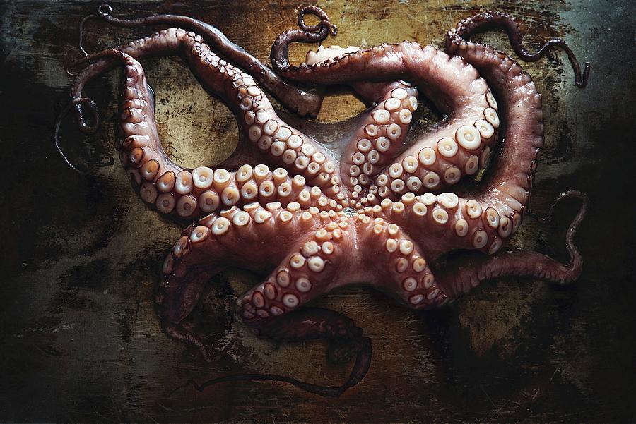 Fresh Octopus Photograph by Galya Ivanova