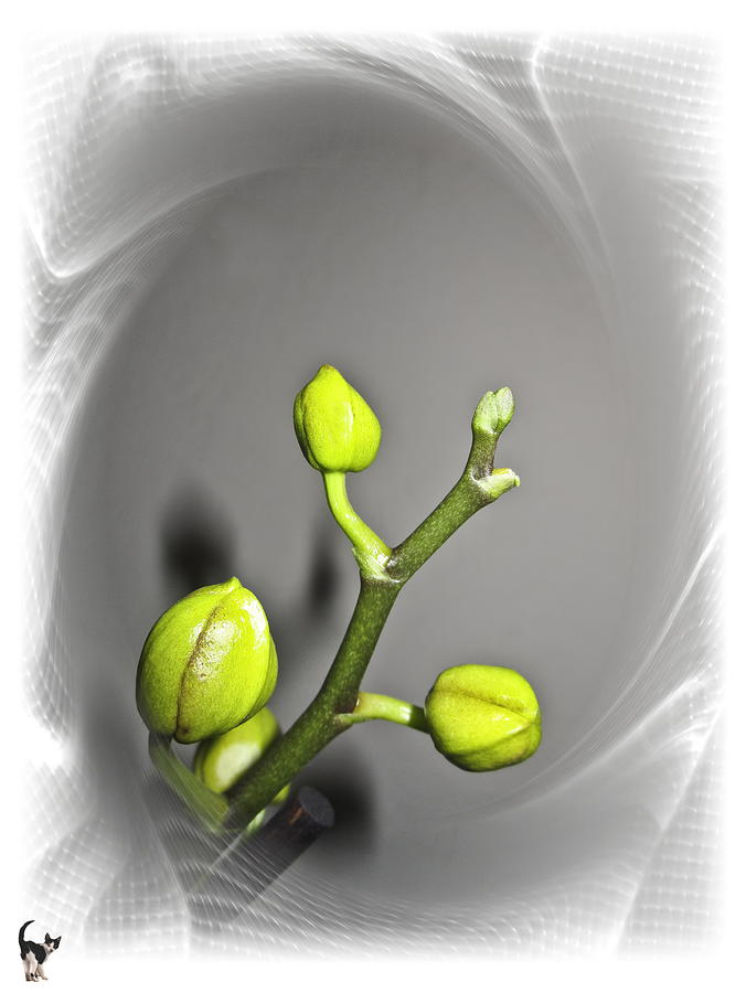 Fresh Orchid Buds Photograph by Joyce Dickens