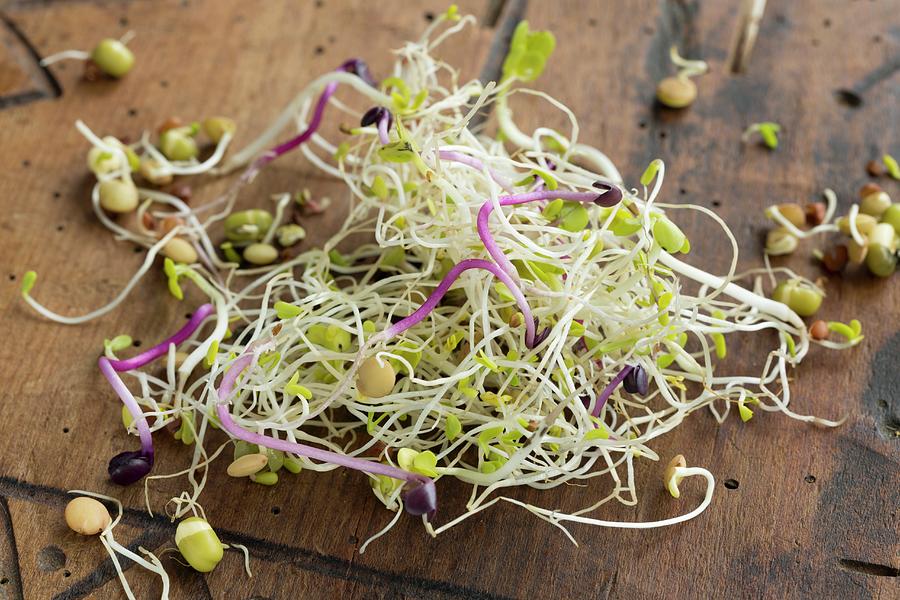 Fresh Organic Beansprouts red Radish, Radish, Lentils, Mung Beans, Alfalfa, On An Old Wooden Board Photograph by Sabine Lscher