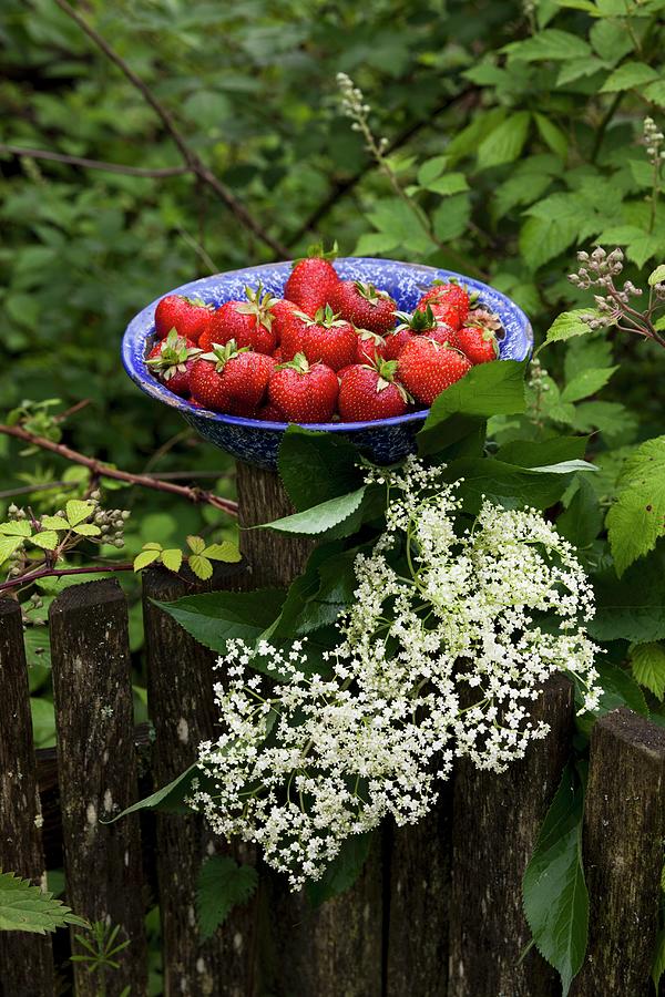 Fresh Organic Strawberries In A Blue Enamel Bowl On An Old Wooden Fence In A Garden Photograph by Sabine Lscher