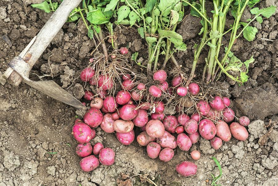 Fresh Organic Young Red Potatoes On The Field Photograph by Ltummy