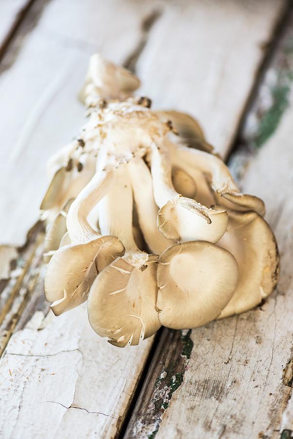 Fresh Oyster Mushrooms On A Weathered Wooden Background Photograph by Hein Van Tonder