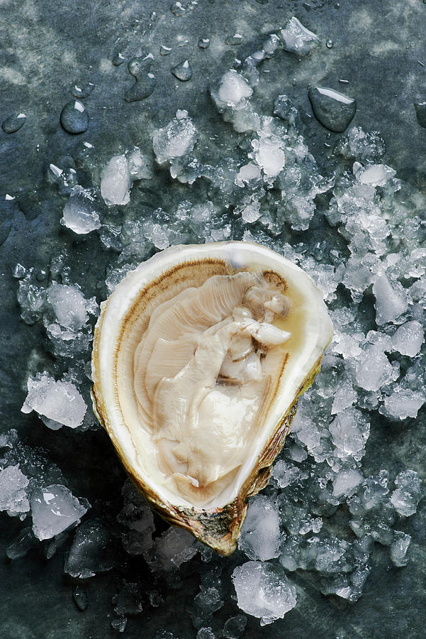 Fresh Oyster On Ice Photograph by Fred + Elliott  Photography