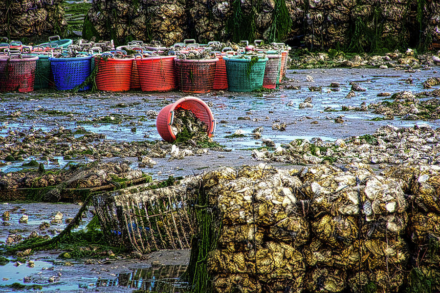 Fresh Oysters Photograph by Steph Gabler