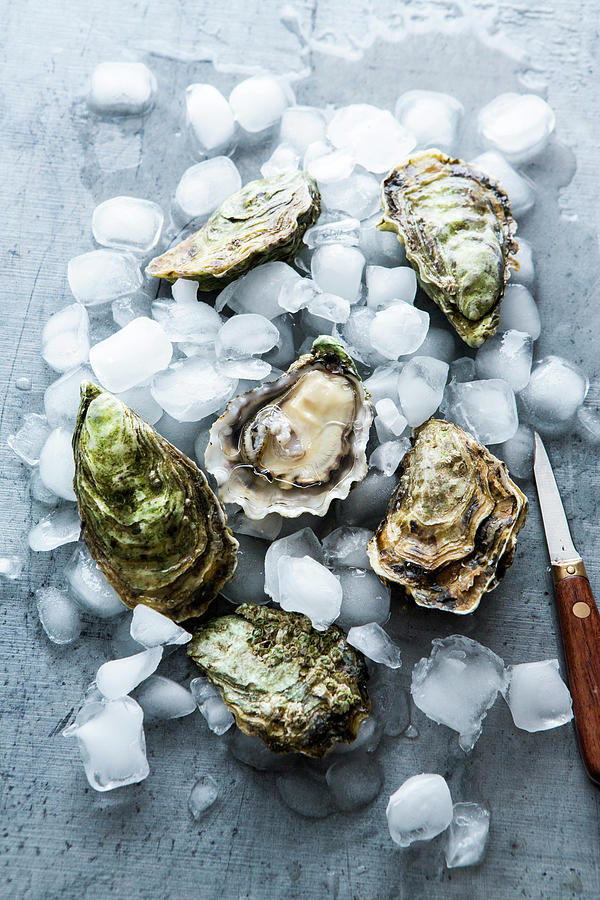 Fresh Oysters With Ice Cubes And A Knife Photograph by Sandra Krimshandl-tauscher
