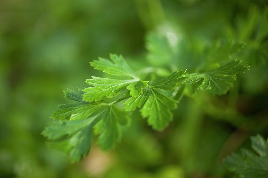 Fresh Parsley In A Garden close-up Photograph by Rene Comet