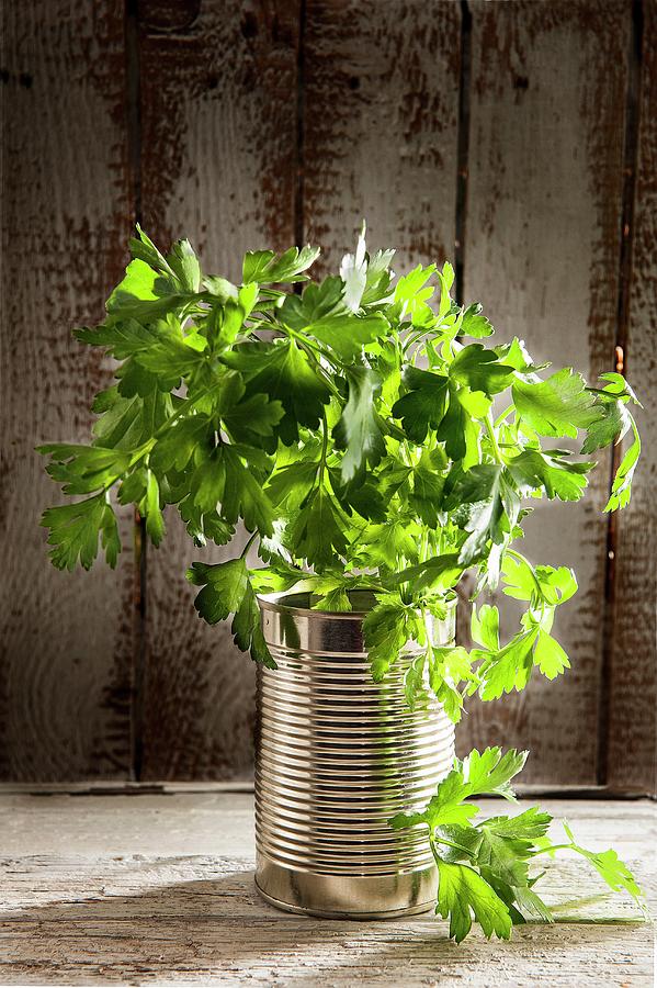 Fresh Parsley In A Tin Can Photograph by Piga & Catalano S.n.c.