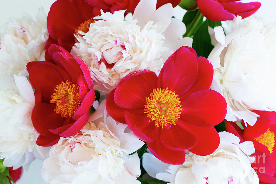 Red And White Peonies Photograph
