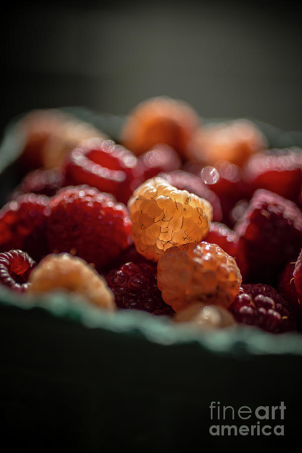 Fresh Picked Raspberries Photograph by Edward Fielding