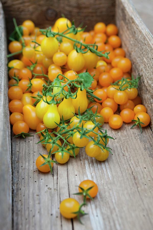Fresh Picked, Yellow Tomatoes Photograph by Lscher, Sabine