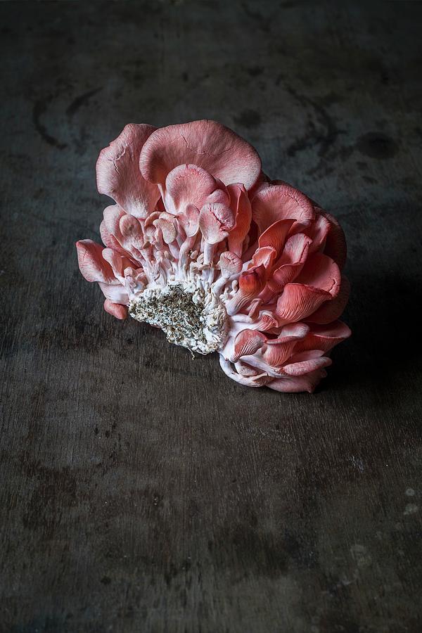 Fresh Pink Oyster Mushrooms Photograph by Food With A View