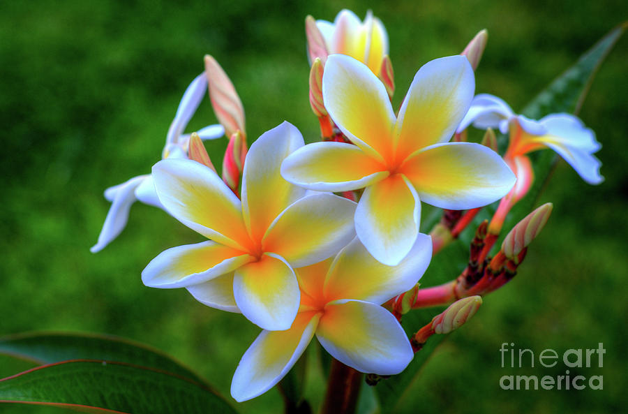 Fresh Plumerias Photograph by Kelly Wade | Fine Art America