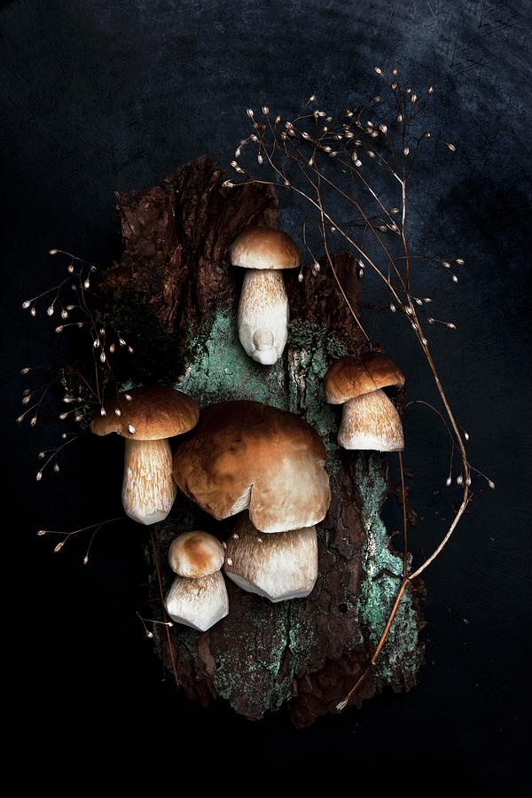 Fresh Porcini Mushrooms And A Dried Stock Of Seeds On A Piece Of Bark Covered In Lichens On A Dark Surface Photograph by Sabine Lscher