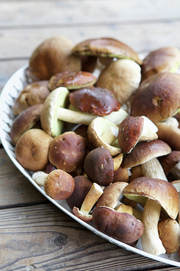 Fresh Porcini Mushrooms On A Tray Photograph by Michal Mrowiec