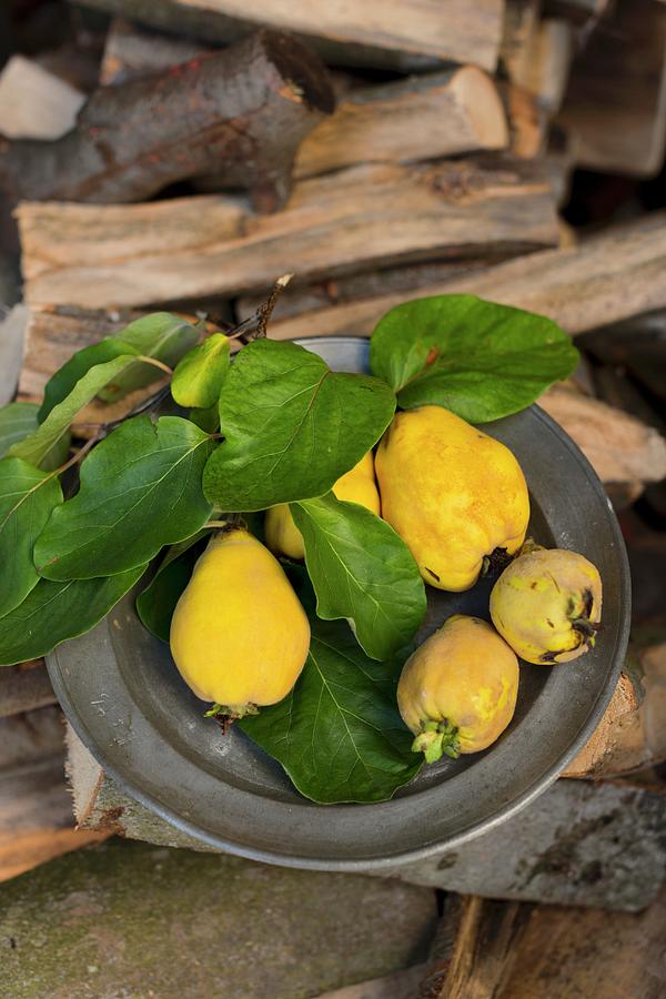Fresh Quinces With Leaves On An Old Pewter Plate On A Stack Of Wood Photograph by Sabine Lscher