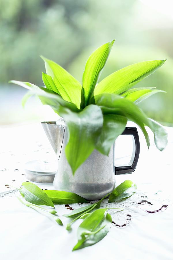 Fresh Ramsons Leaves In Zinc Jug On Old Tablecloth On Table Photograph by Sabine Lscher