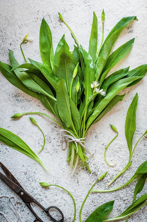 Fresh Ramsons With Flowers Photograph by Magdalena Hendey