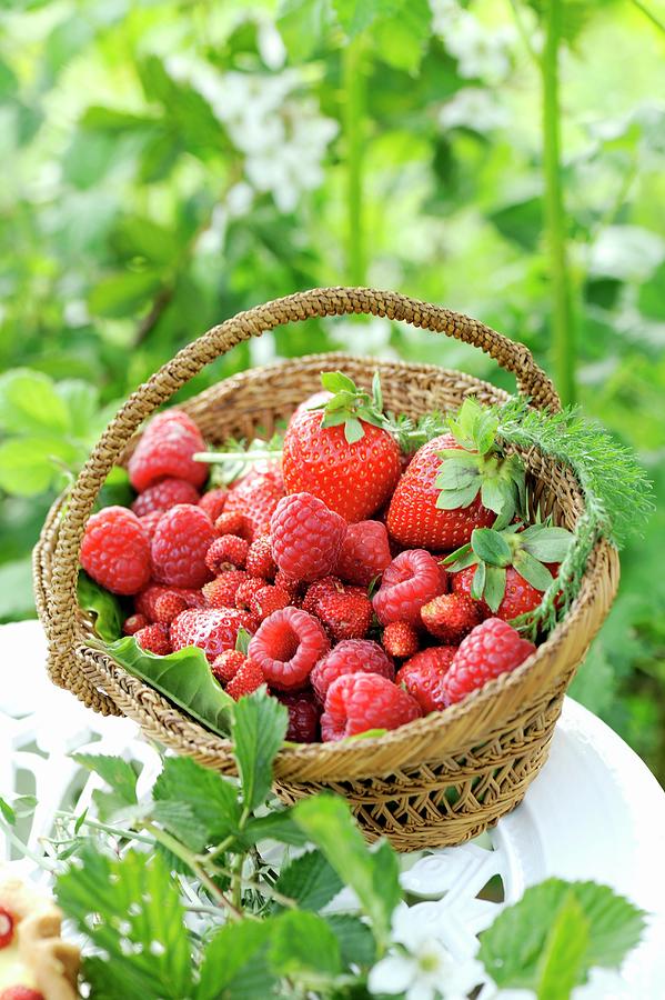 Fresh Raspberries, Strawberries And Wild Strawberries In A Small Basket Photograph by Franco Pizzochero