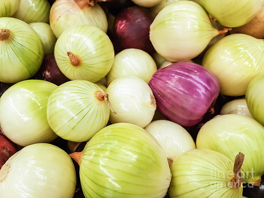Fresh Raw Onions Background Photograph