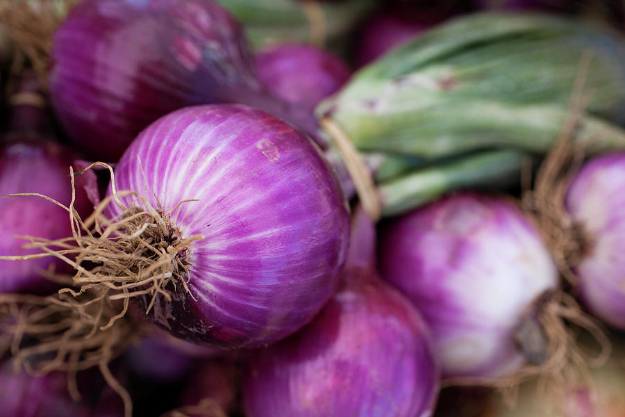 Fresh Red Onions Photograph by Brian Yarvin