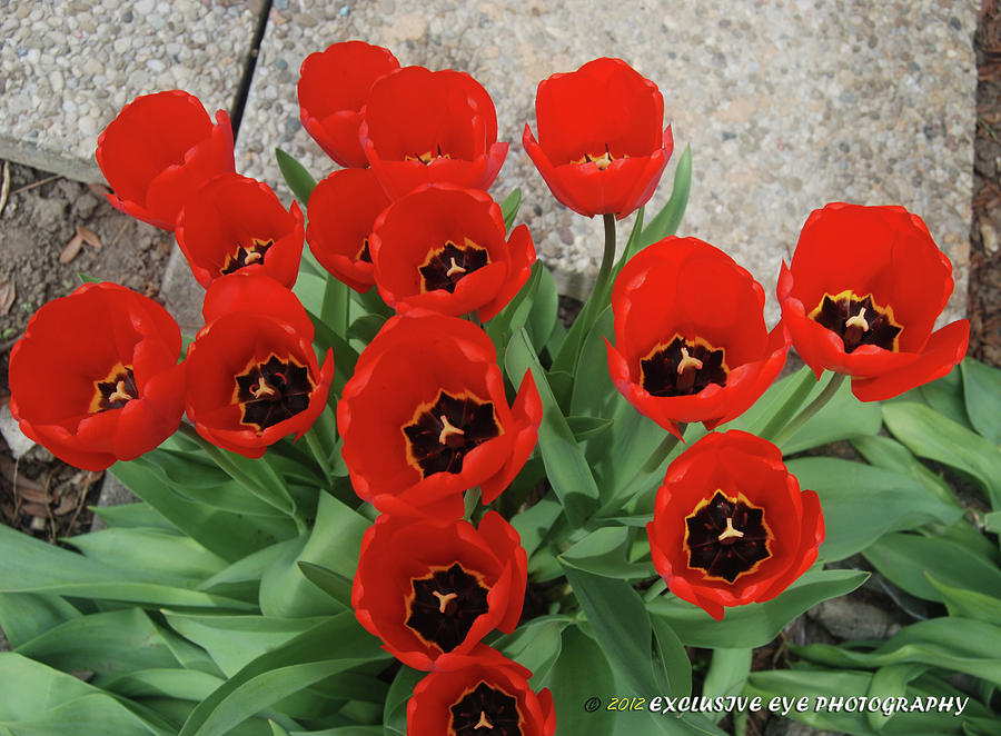 Stunning Red Tulips Photograph by Ee Photography
