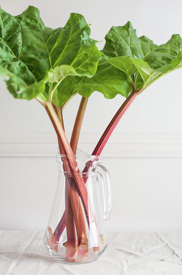 Fresh Rhubarb In Vase Photograph by Sarka Babicka