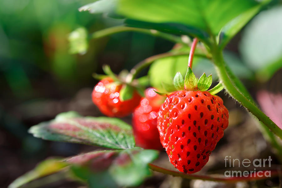 https://images.fineartamerica.com/images/artworkimages/mediumlarge/2/fresh-ripe-strawberries-in-the-garden-wdnet-studio.jpg