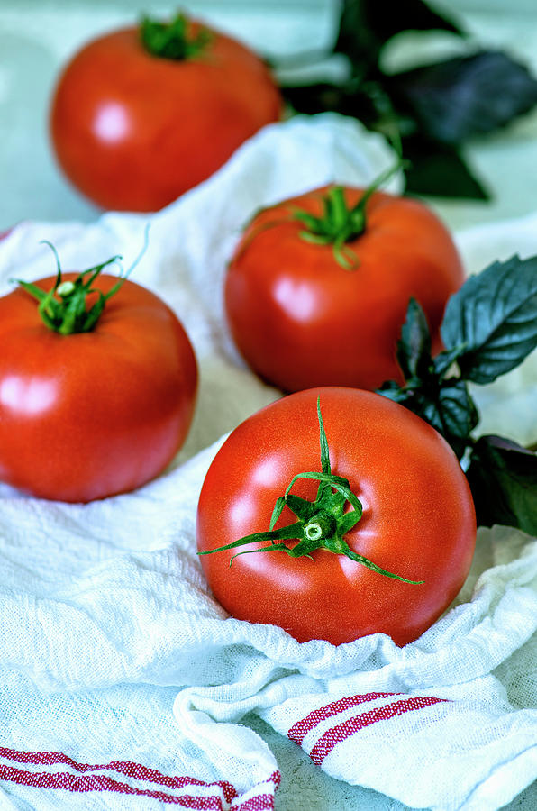 Fresh Ripe Tomatoes And Purple Basil On A Towel Photograph by Gorobina