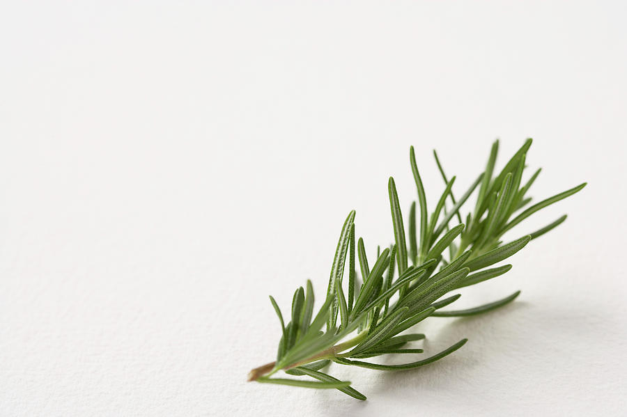 Fresh Rosemary Photograph by Lew Robertson, Brand X Pictures