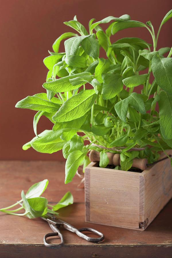 Fresh Sage In A Wooden Crate Photograph by Olga Miltsova