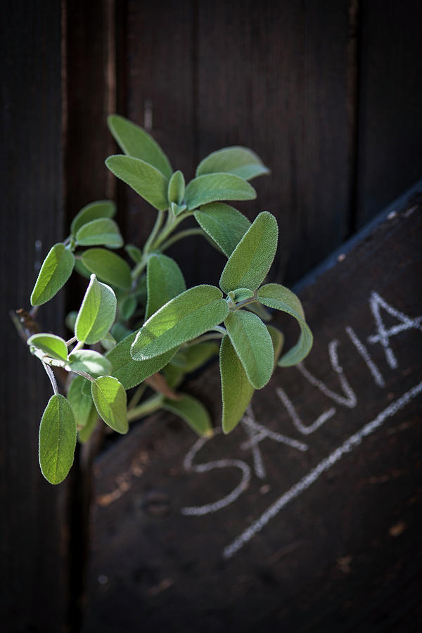 Fresh Sage With A Label Photograph by Eising Studio
