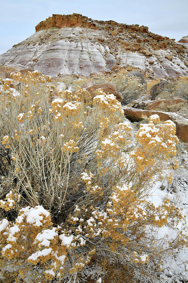Fresh Snow on Rabbit Brush and Bentonite Dunes Photograph by Ray Mathis