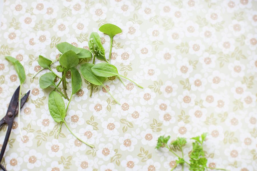 Fresh Sorrel Leaves, Winter Purslane And Parsley With A Pair Of Scissors On A Vintage Surface Photograph by Sabine Lscher