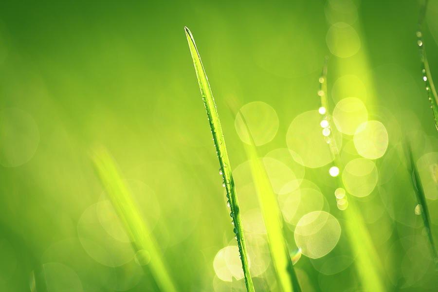 Fresh Spring Grass With Water Drops Photograph by Jasmina007