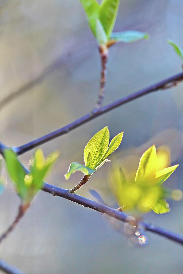 Fresh spring leaves on a sunny day 1 Photograph by Ulrich Kunst And Bettina Scheidulin