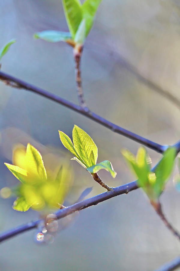 Fresh spring leaves on a sunny day 2 Photograph by Ulrich Kunst And Bettina Scheidulin