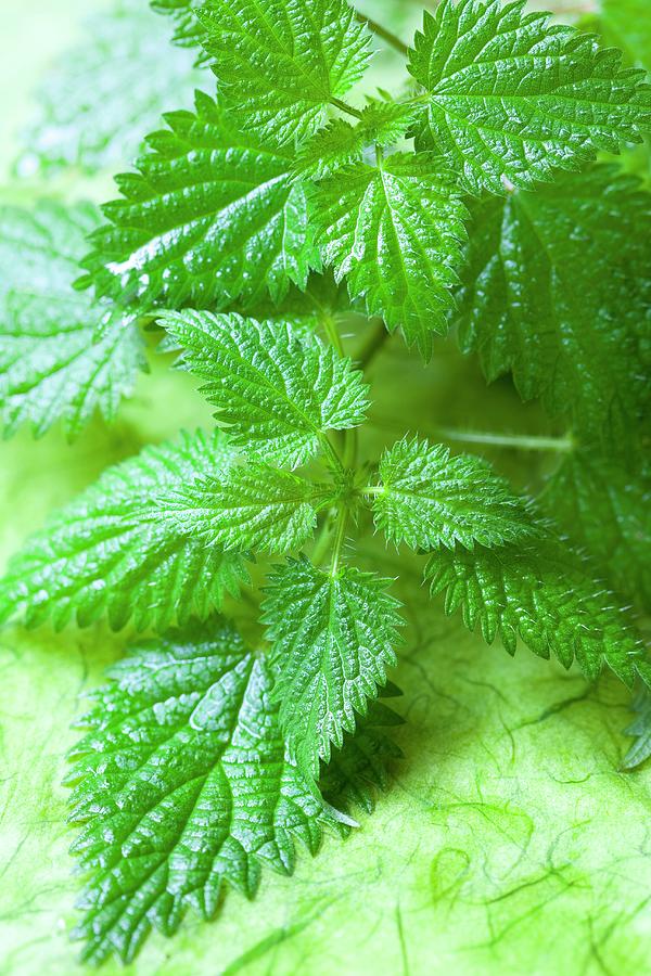Fresh Stinging Nettles Photograph by Hilde Mche
