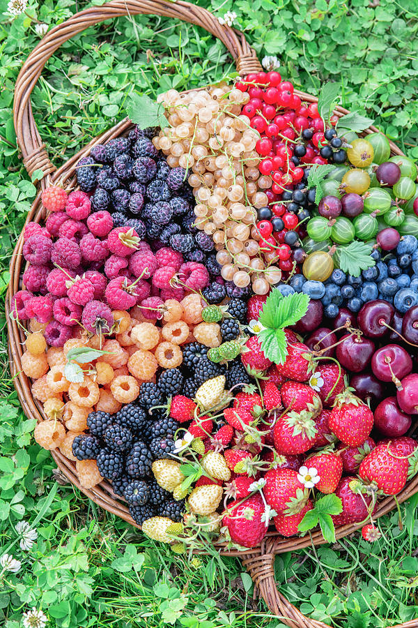 Fresh Summer Berries Photograph by Irina Meliukh