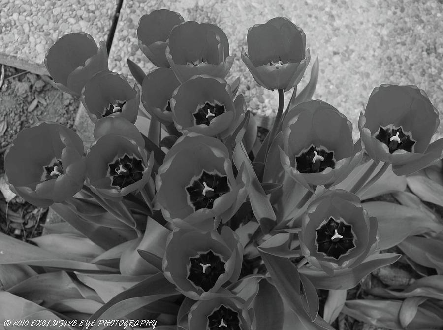 Fresh Tulips Photograph by Ee Photography