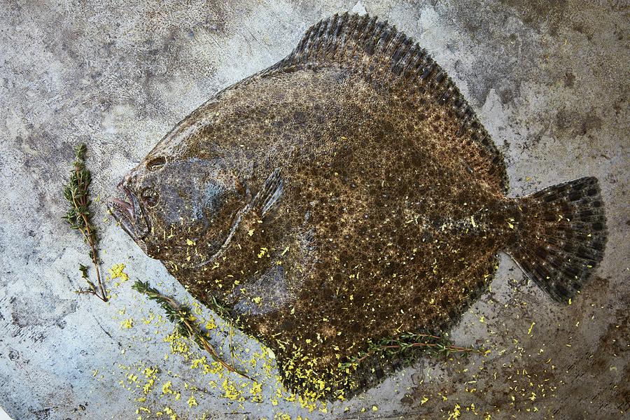 Fish Photograph - Fresh Turbot With Thyme by Liv Friis