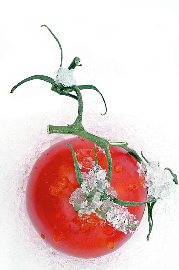Fresh vine tomato Photograph by Tatiana Travelways