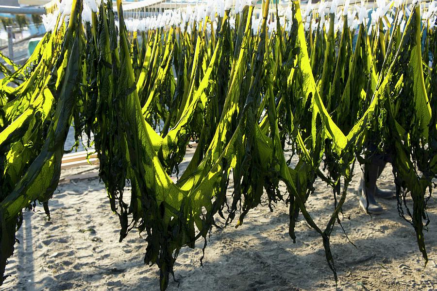 Fresh Wakame Seaweed Hanging To Dry Photograph by Martina Schindler